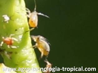 Los afidos chupan la savia de la planta